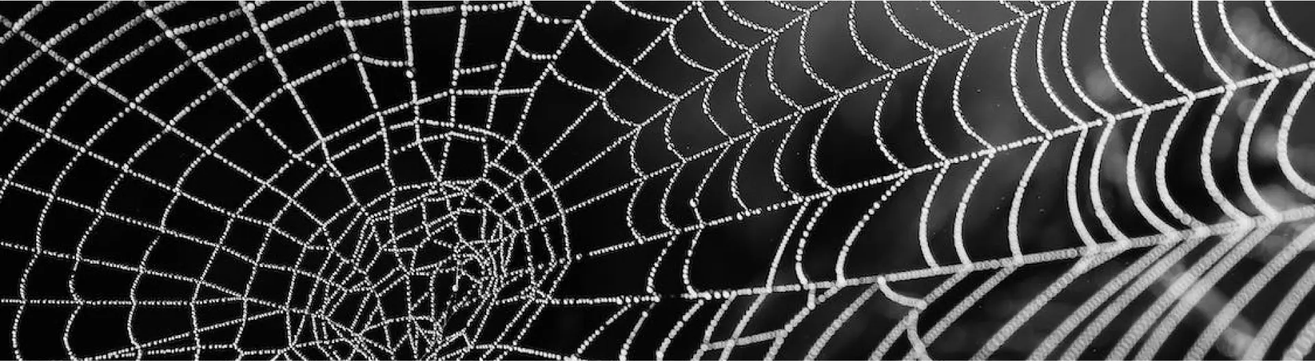 Spider Control Forbearance Pest Control