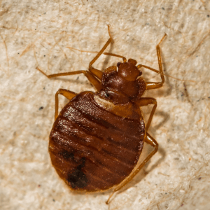 Bed Bug Control Hamilton ON