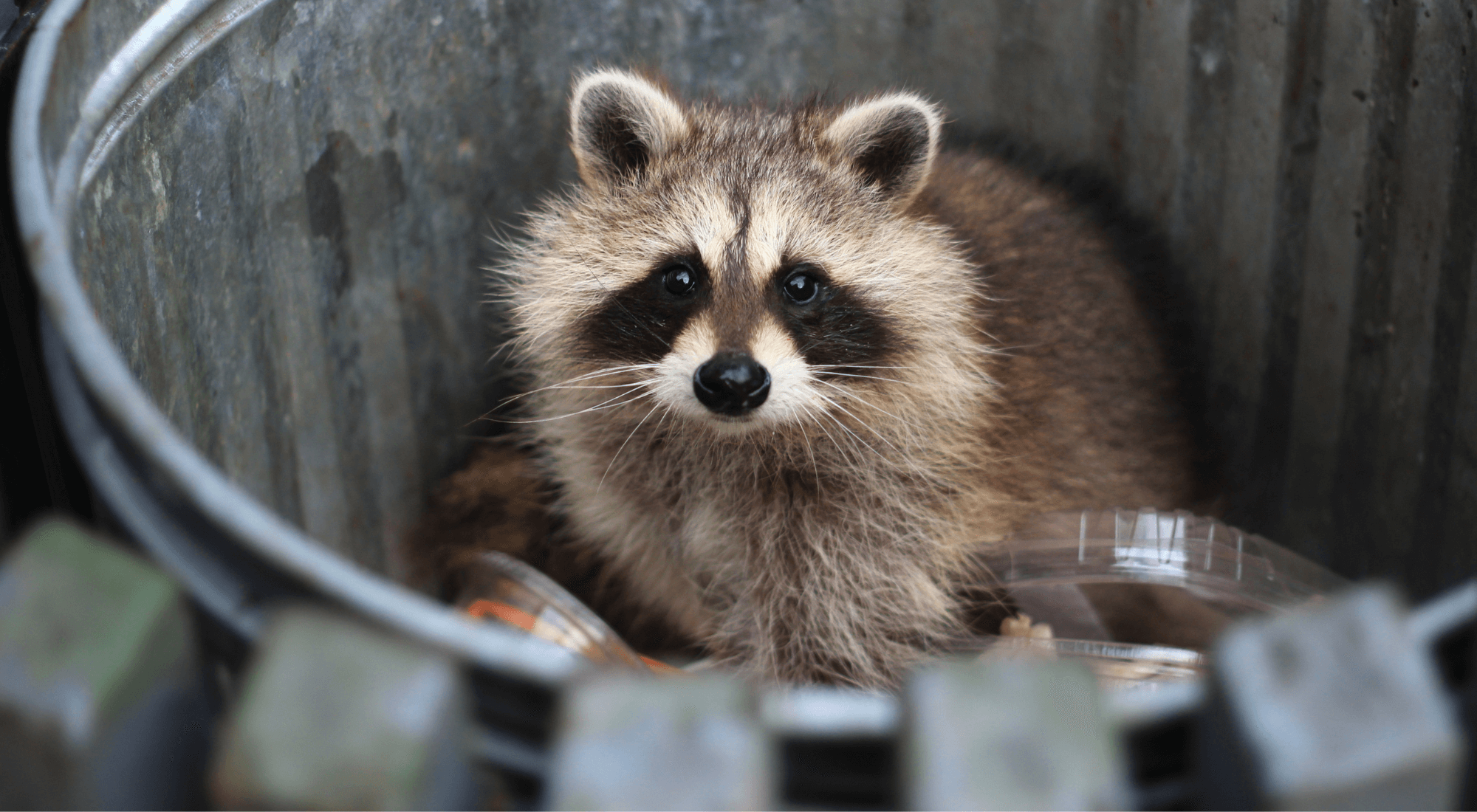 Raccoon Removal