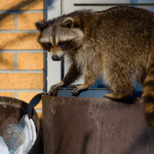 Raccoon Removal