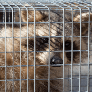 Raccoon Removal