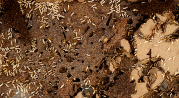 Termite Infestations