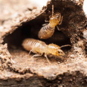 Termite Infestations