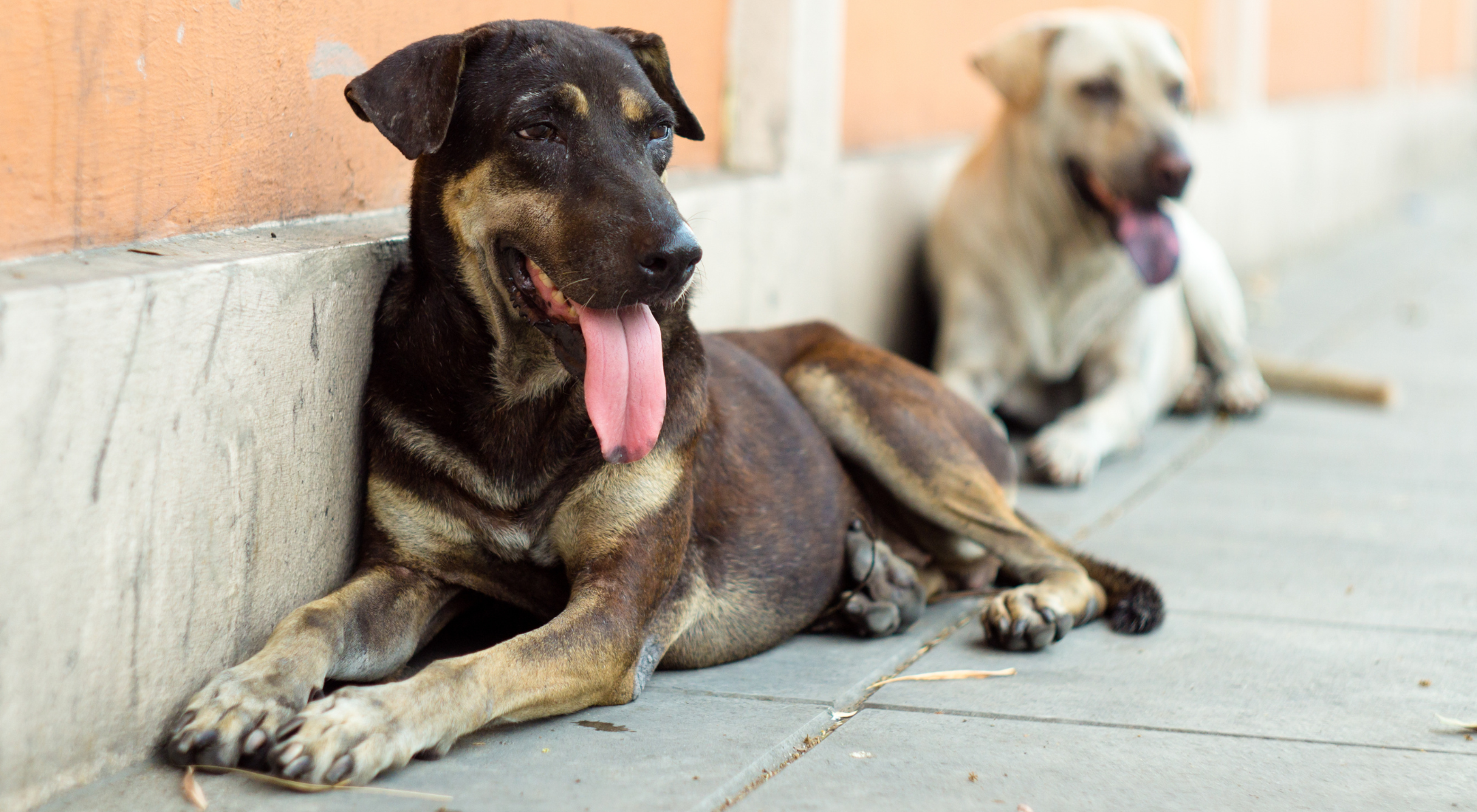 Animal Control in St Catharines