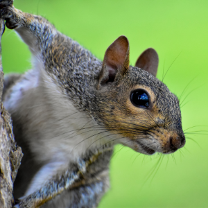 Animal Control in St Catharines