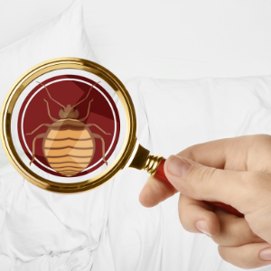 Bed Bugs Hamilton