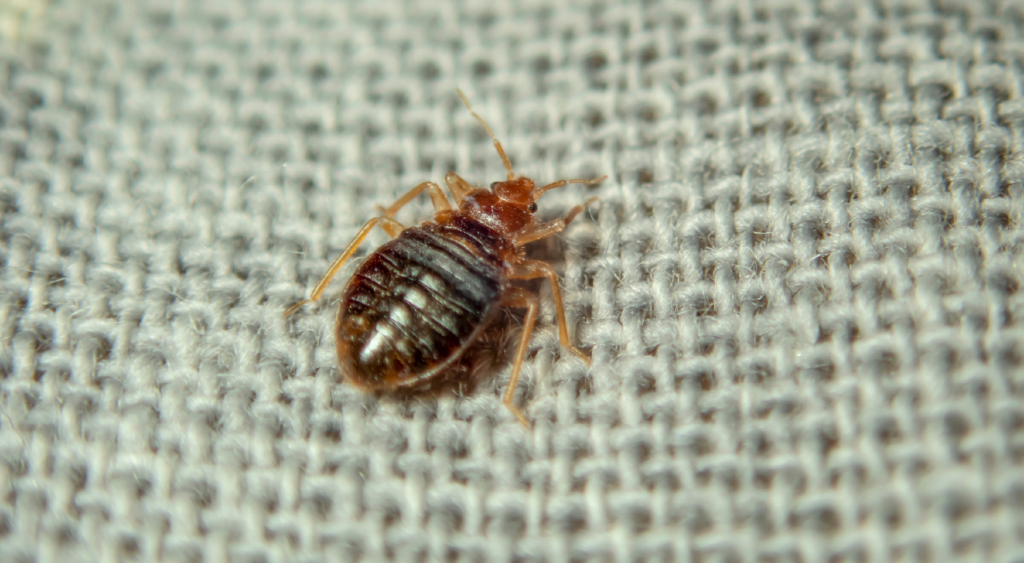 Bed Bugs in Hamilton Unmasking the Menace
