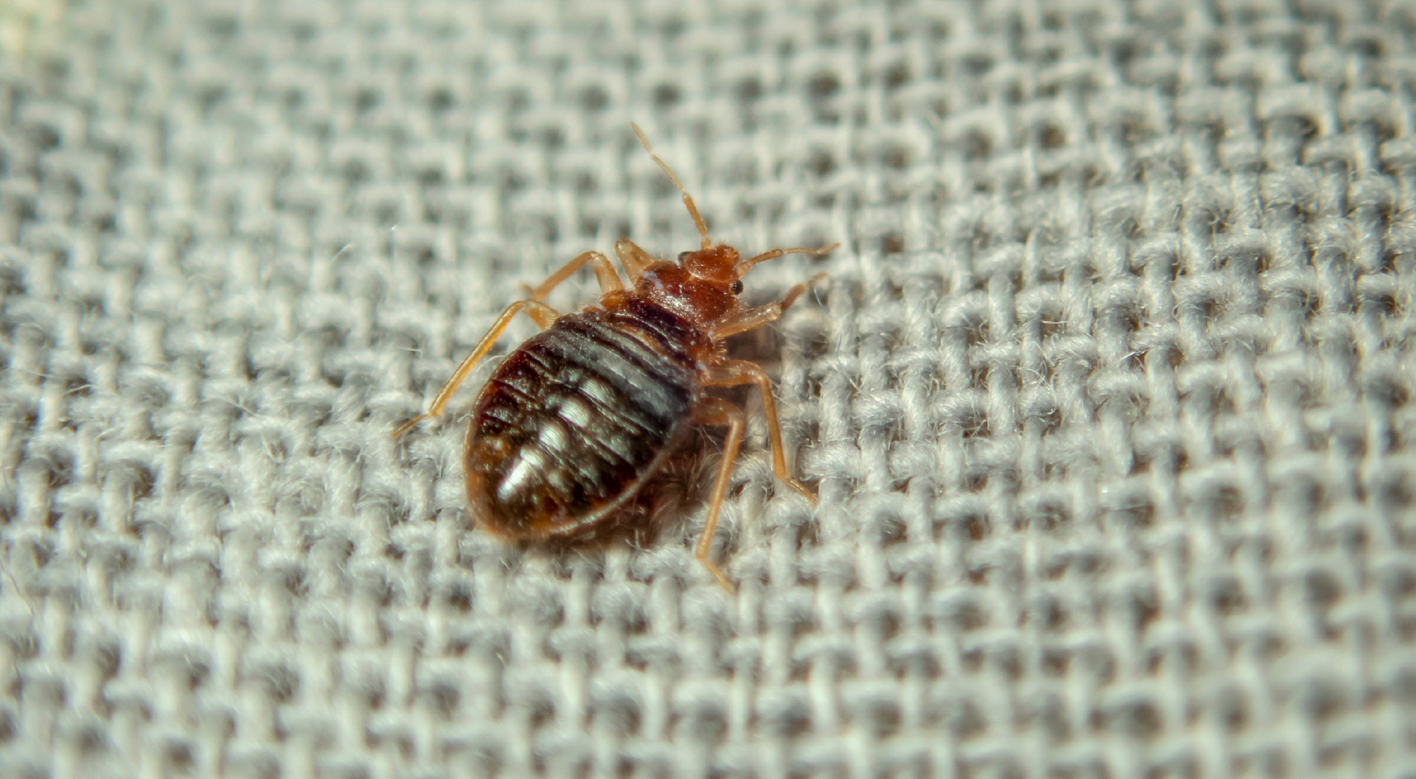 Bed Bugs Hamilton