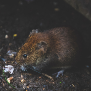 rat and rodent control Hamilton