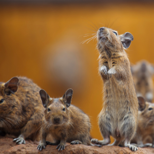 rat and rodent control Hamilton