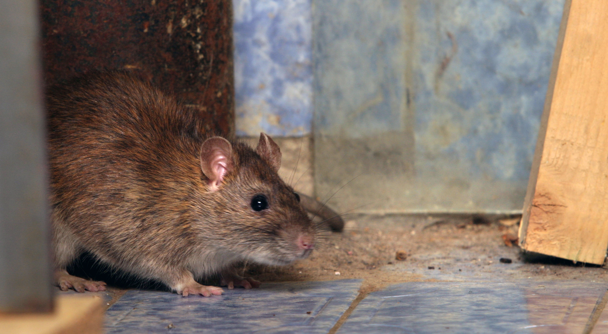 rat and rodent control Hamilton