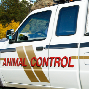 Wildlife Control