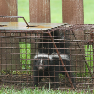 Animal Control Services in Hamilton 