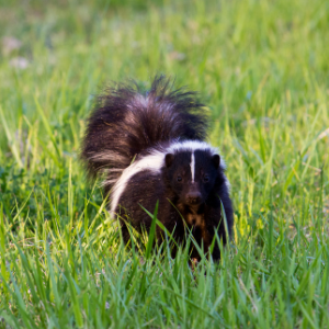 Animal Control Services in Hamilton 