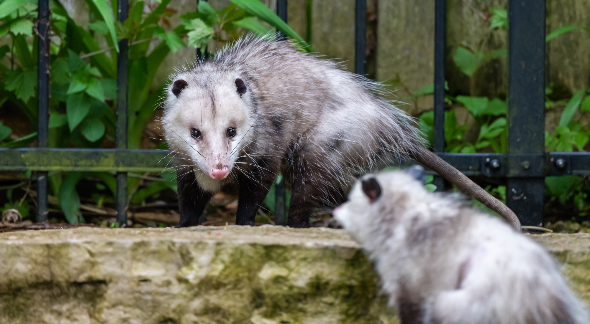 Animal Control Services in Hamilton 