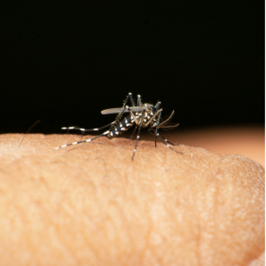 Mosquito Control in Hamilton