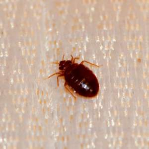 Niagara Bedbug Prevention