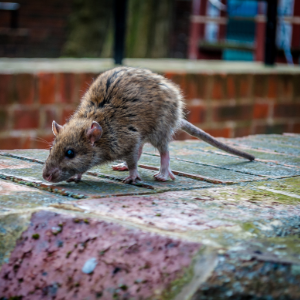 St Catharines Pest Control