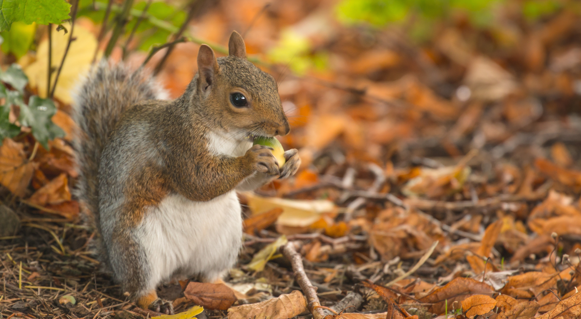 Wildlife Services