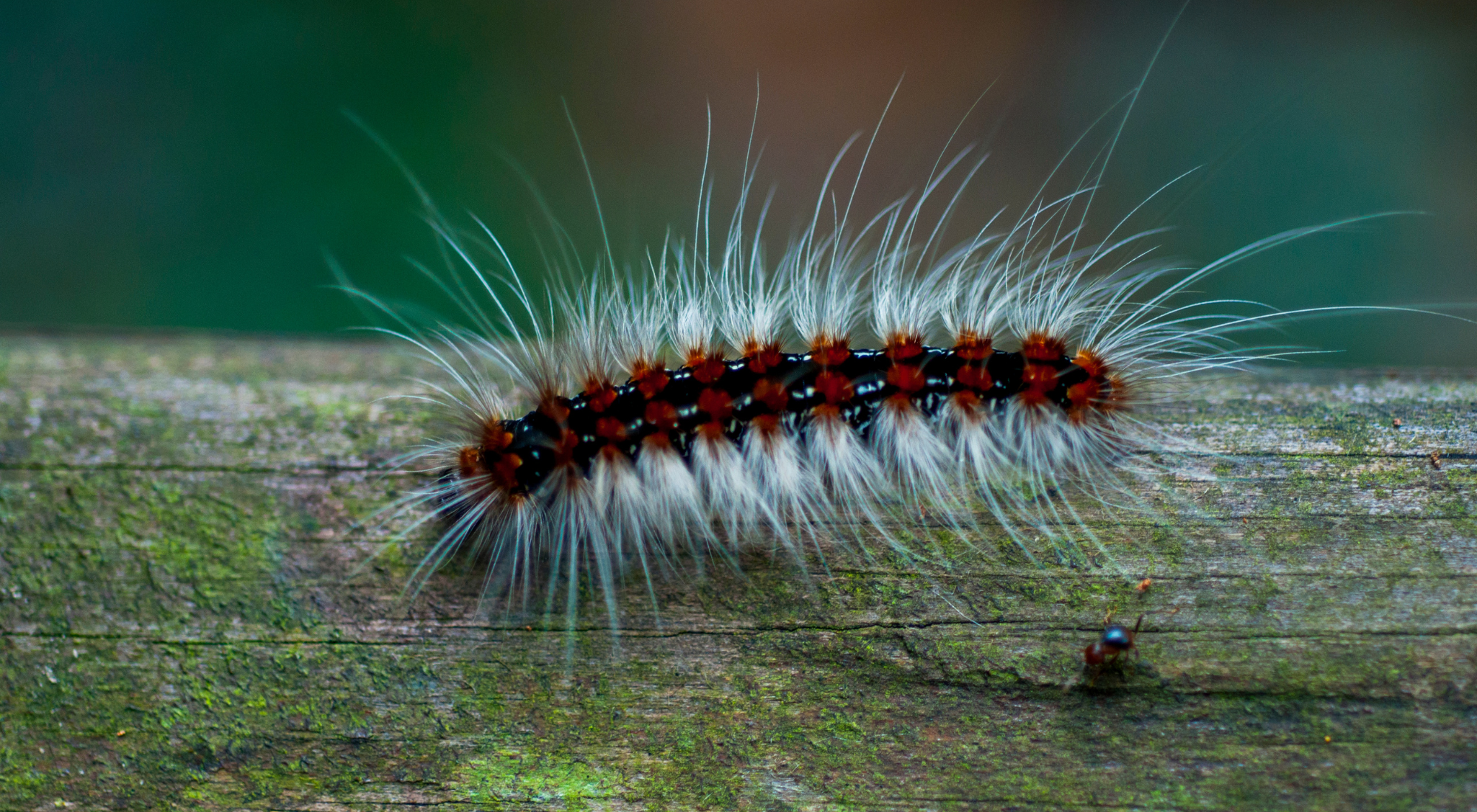 Crawling insects in Grimsby