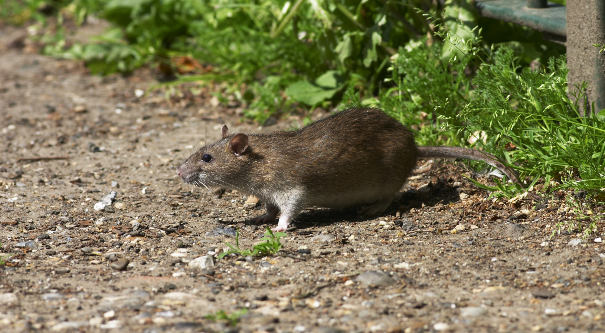 Norway Rat Infestations in Grimsby