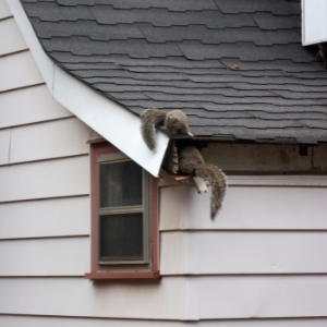 Squirrels in Hamilton