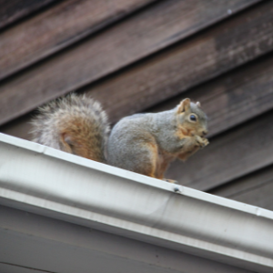 Squirrels in Hamilton