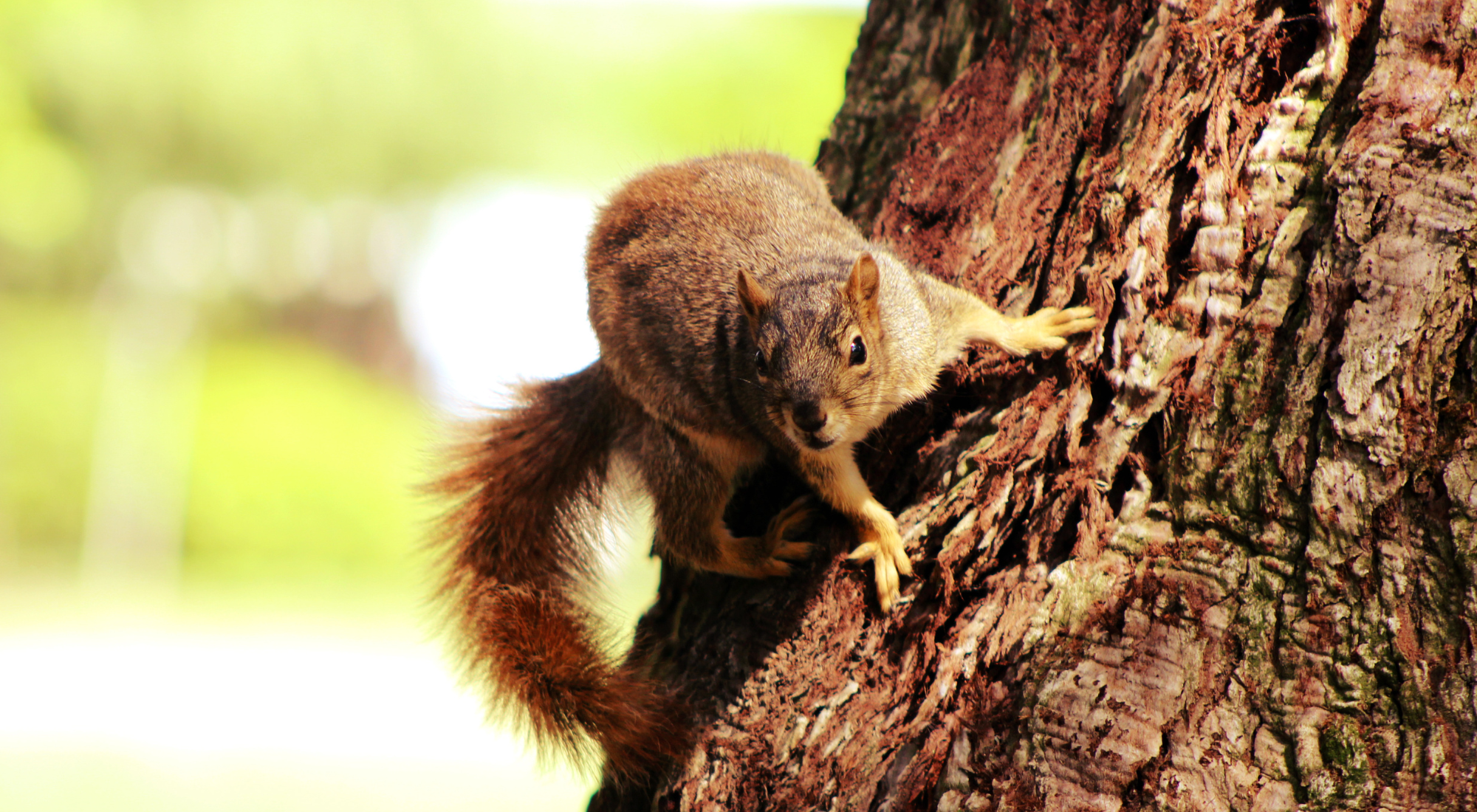 Squirrels in Hamilton