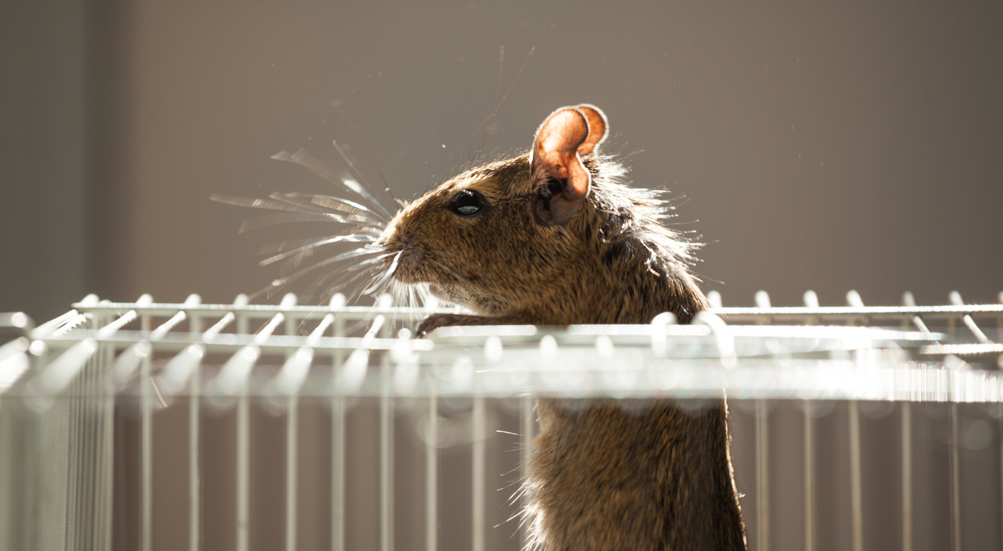 Winter Rodent Control in Hamilton