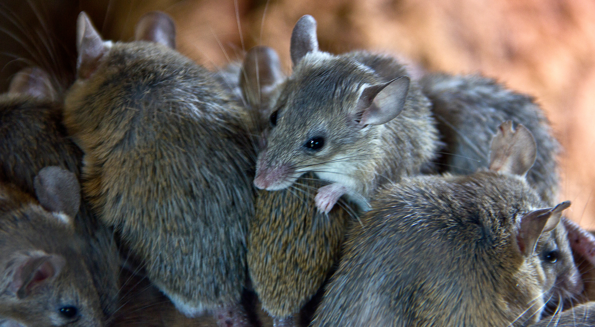 mouse infestations in hamilton