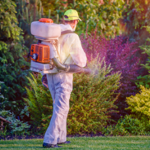 Eco-Friendly Pest Control in Hamilton