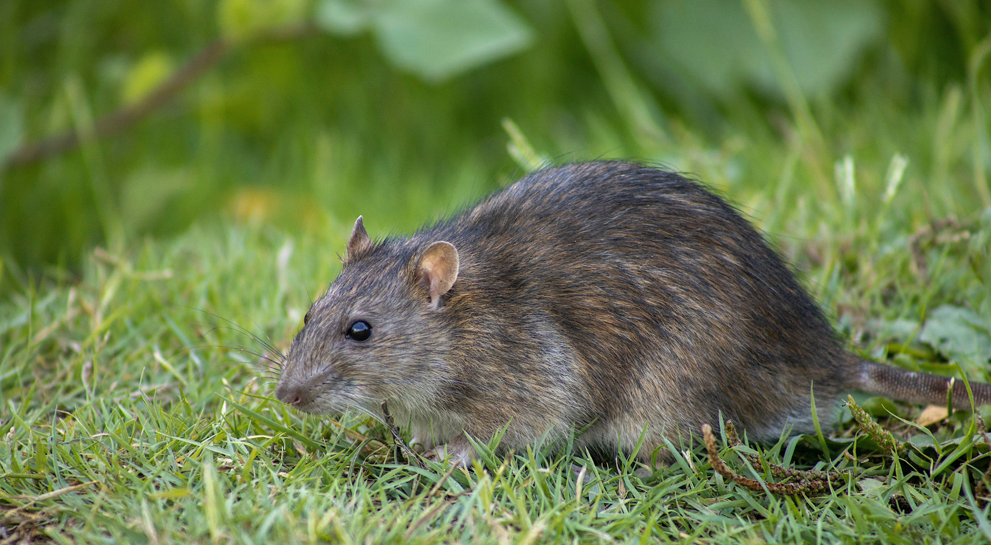 Rodent Control Grimsby