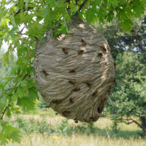 Wasp Control in Hamilton