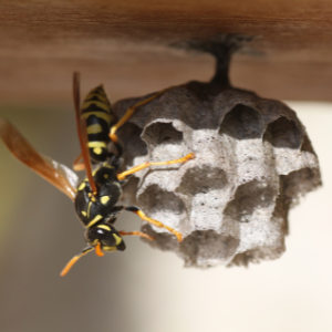 Wasp Control in Hamilton