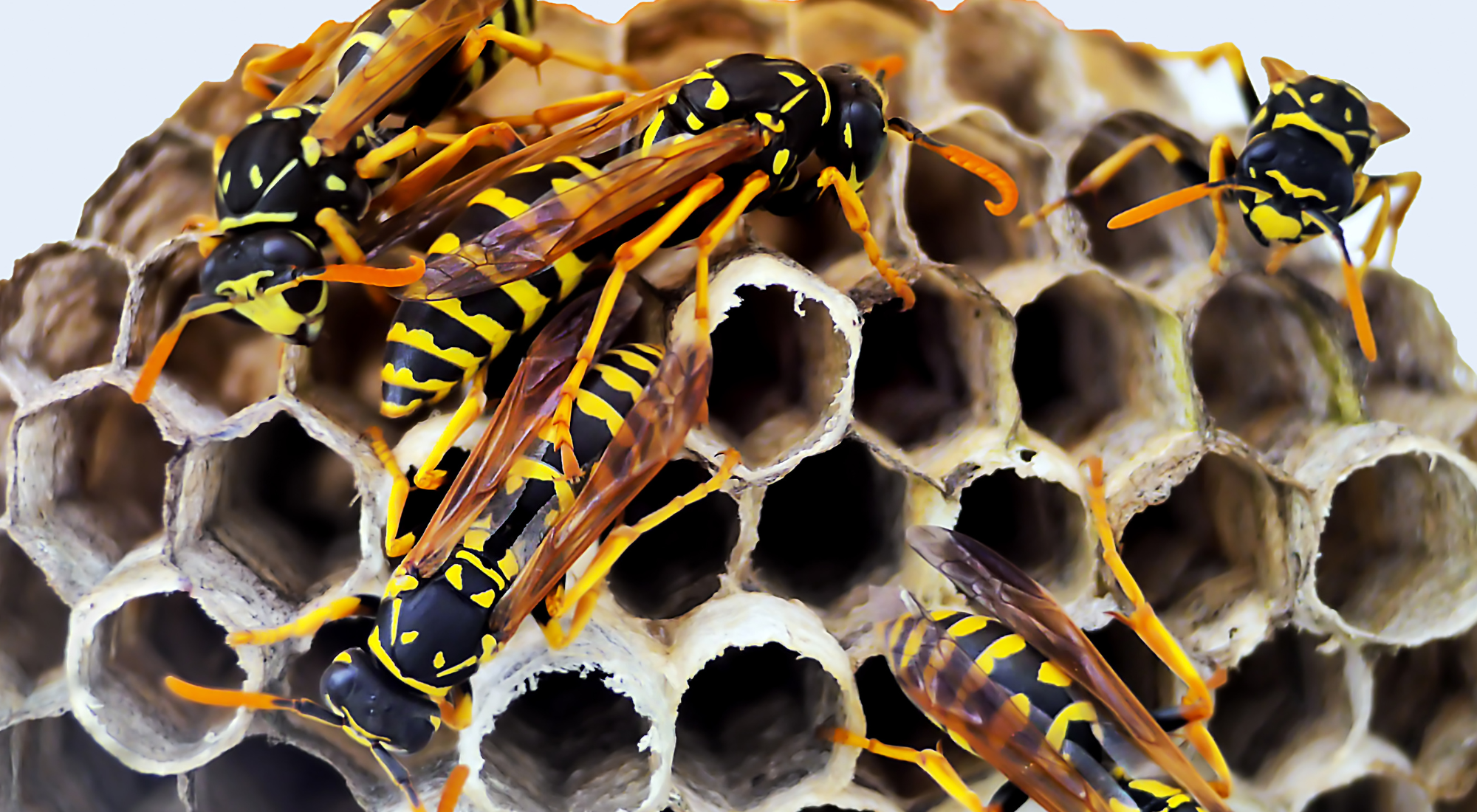 Wasp Control in Hamilton