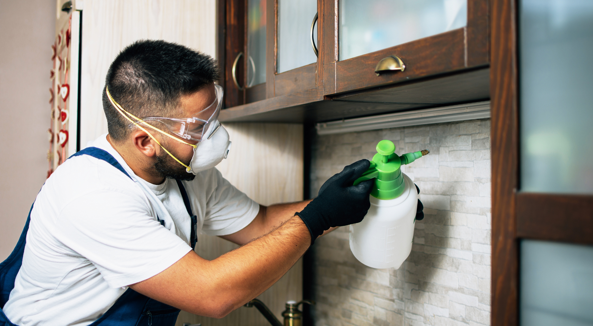 Exterminator Services in Stoney Creek