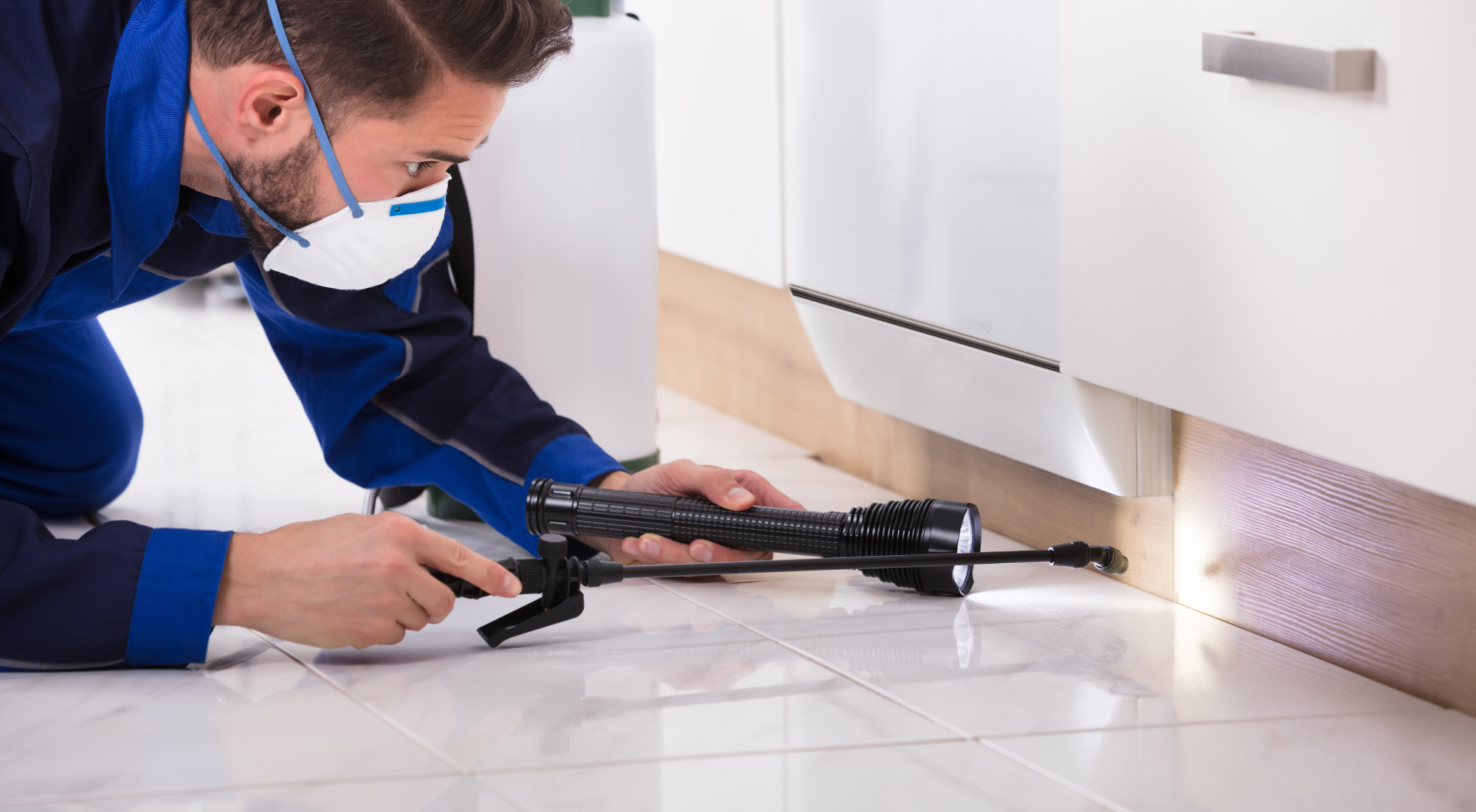 Pest Inspections in Grimsby