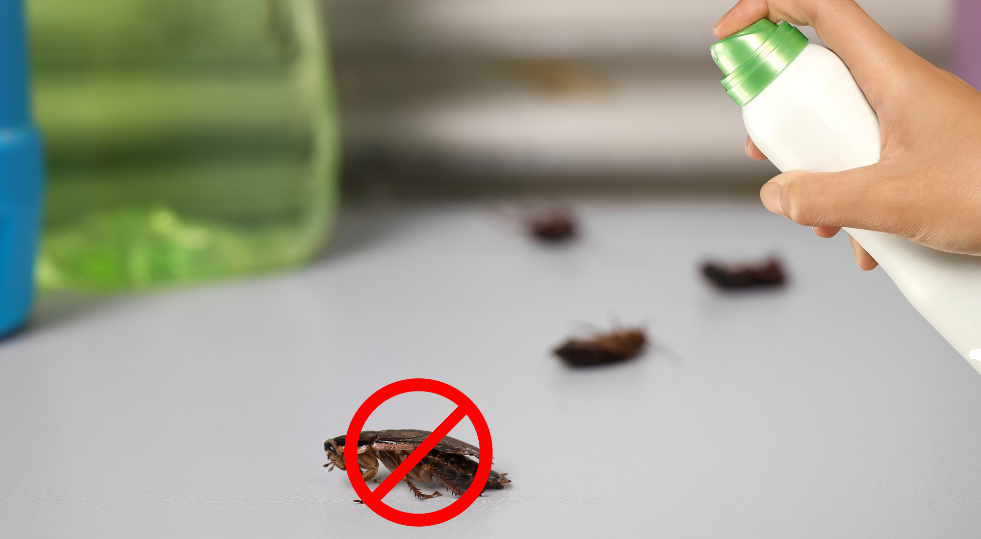 cockroach control in hamilton